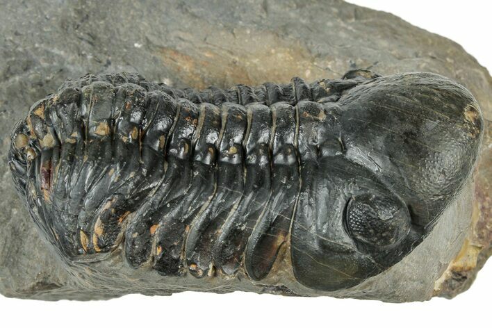 Detailed Reedops Trilobite - Atchana, Morocco #322279